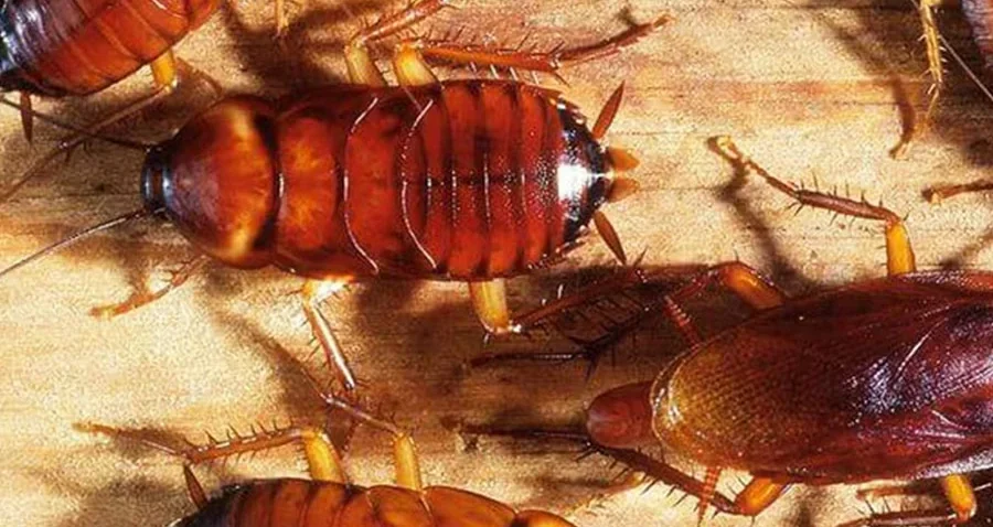 Dedetização de baratas em Osasco e Jandira